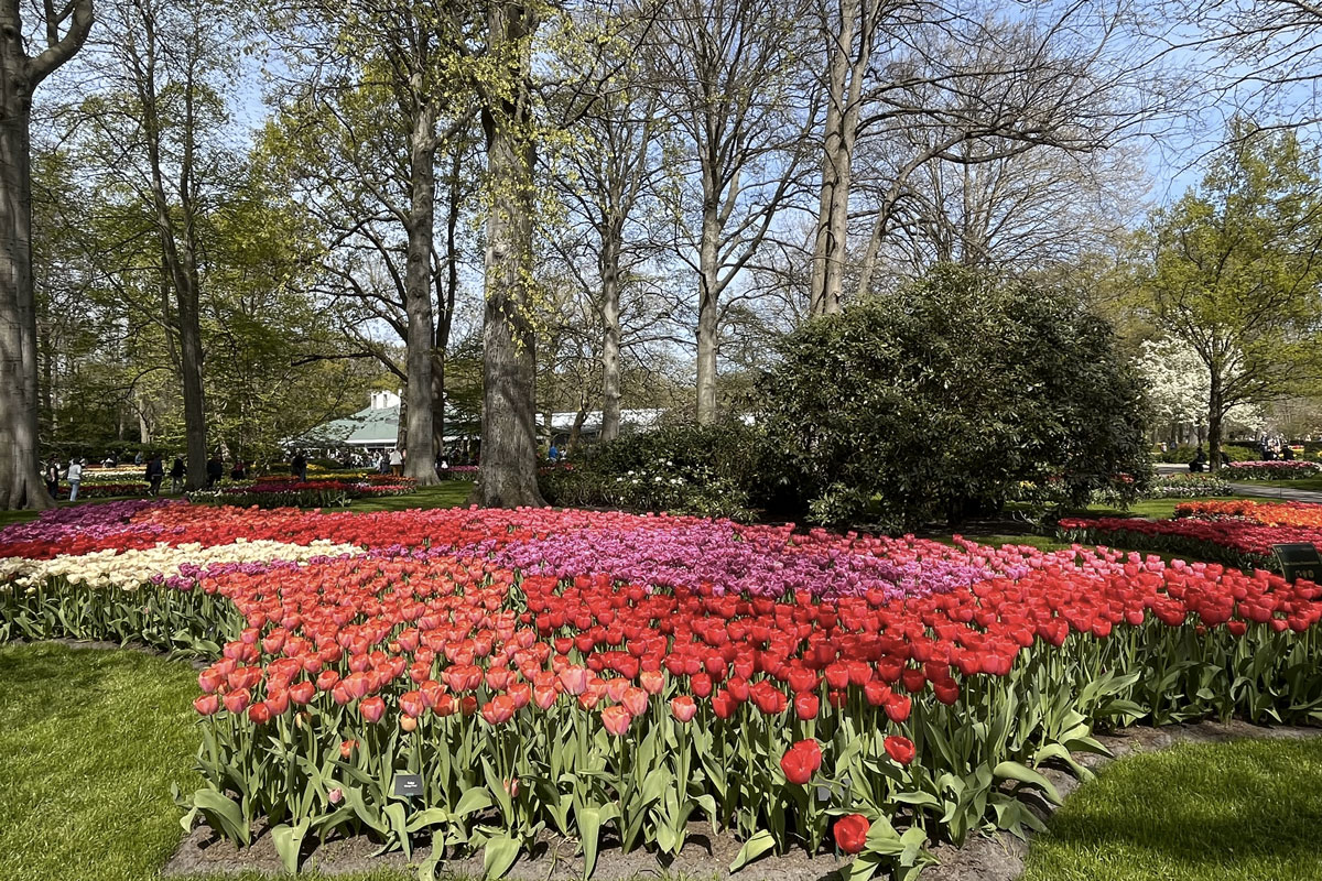 Massifs de tulipes