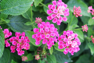 Calendrier lunaire du 21 avril 2022