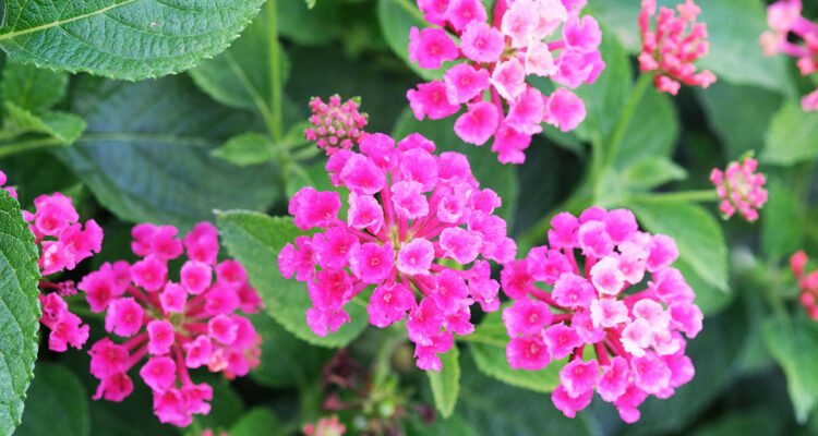 Calendrier lunaire du 21 avril 2022