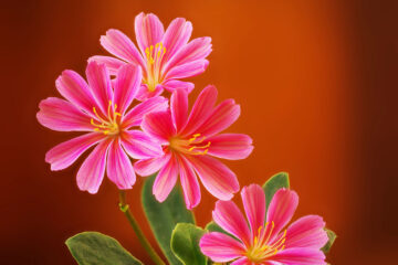 lewisia