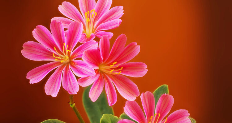 lewisia