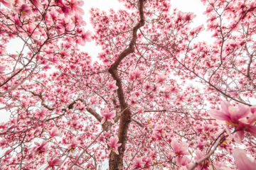 Calendrier lunaire du 8 avril 2022