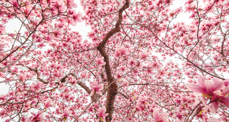 Calendrier lunaire du 8 avril 2022