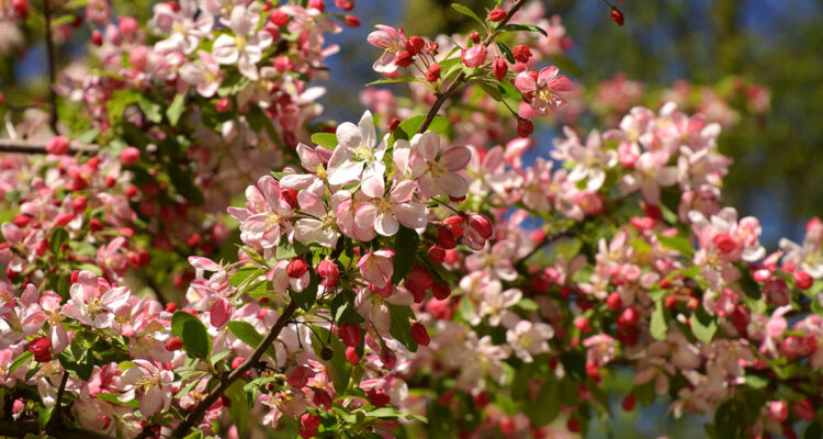 Les pommiers d'ornement