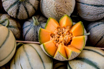 Cultiver le melon