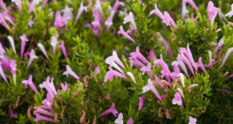 L'origan des Hopis