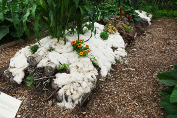 laine de mouton au jardin