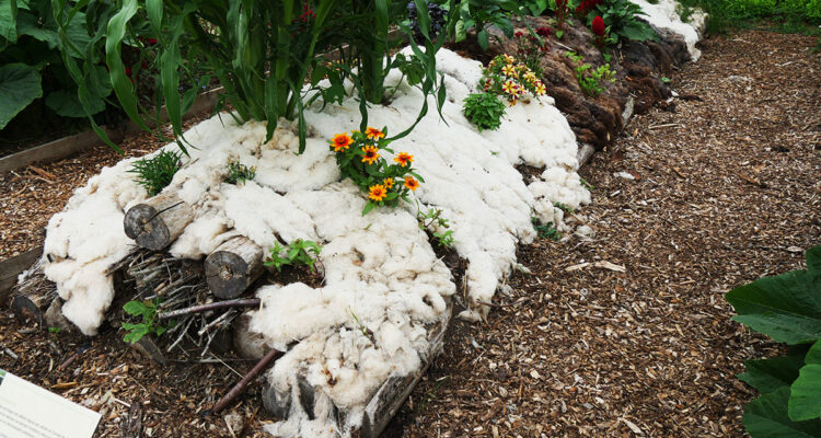 laine de mouton au jardin