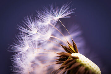 Calendrier lunaire du 10 avril