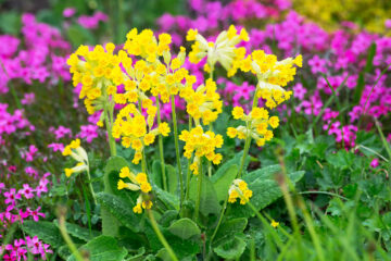 calendrier lunaire du mardi 19 avril