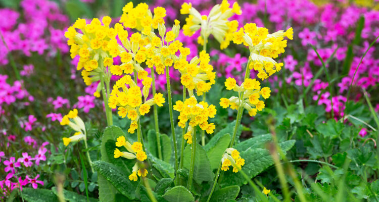 calendrier lunaire du mardi 19 avril