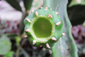 calendrier lunaire du 2 avril