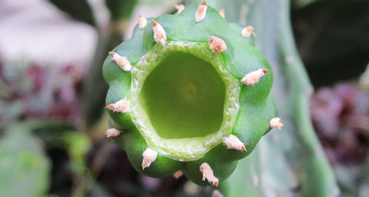 calendrier lunaire du 2 avril