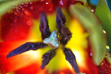 calendrier lunaire du 1er avril 2022