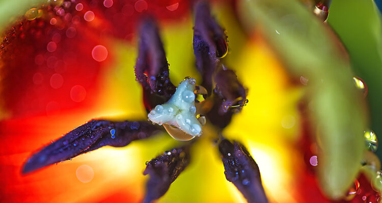 calendrier lunaire du 1er avril 2022