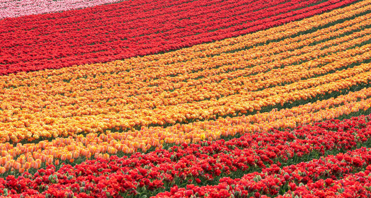 Calendrier lunaire du 12 avril 2022