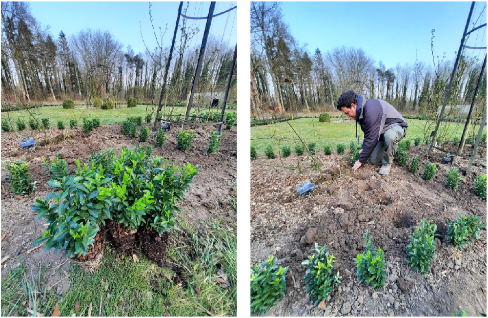 remplacement du buis à Chaalis remplacement du buis à Chaalis