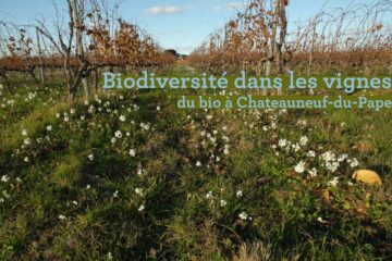 De la biodiversité dans les vignes