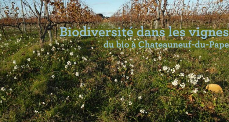 De la biodiversité dans les vignes