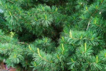 Calendrier lunaire du 27 mai 2022