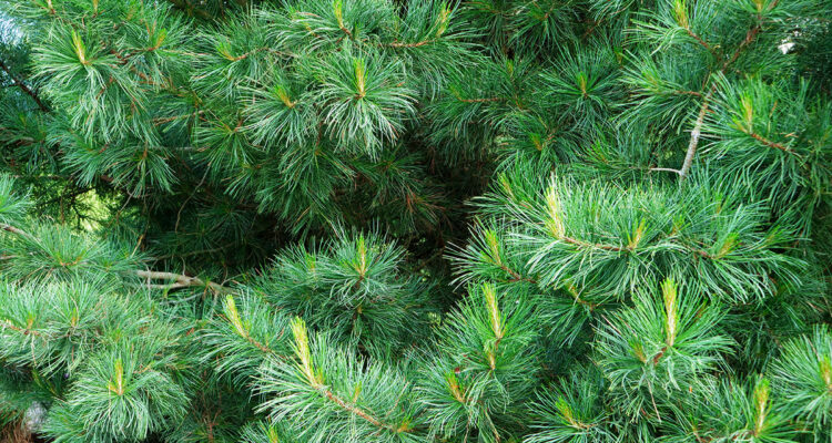 Calendrier lunaire du 27 mai 2022