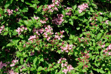 Weigela 'Conquete'