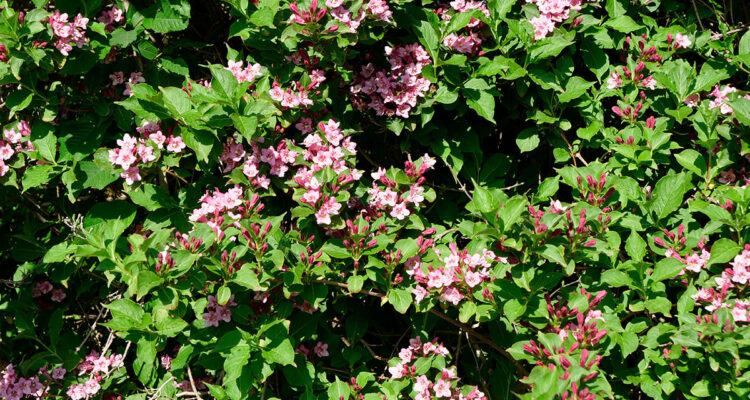 Weigela 'Conquete'