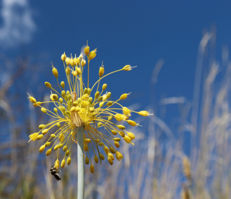 Allium flavum - Hana Richterova -Edit Des bulbes mal peignés