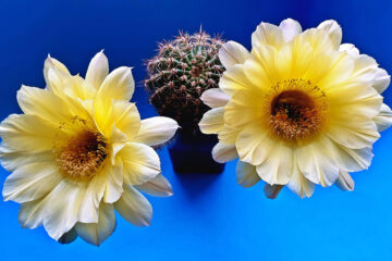 calendrier du 3 mai 2022