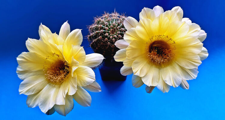 calendrier du 3 mai 2022