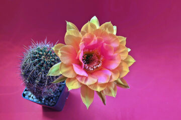 fleur de cactus