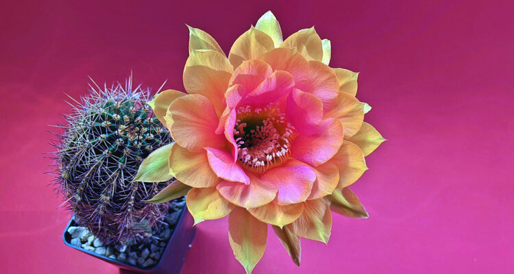 fleur de cactus