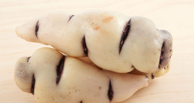 La capucine tubéreuse