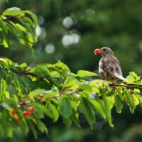 empecher les oiseaux de manger les cerises