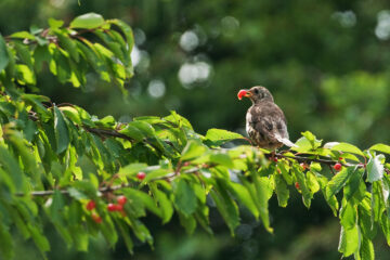 empecher les oiseaux de manger les cerises
