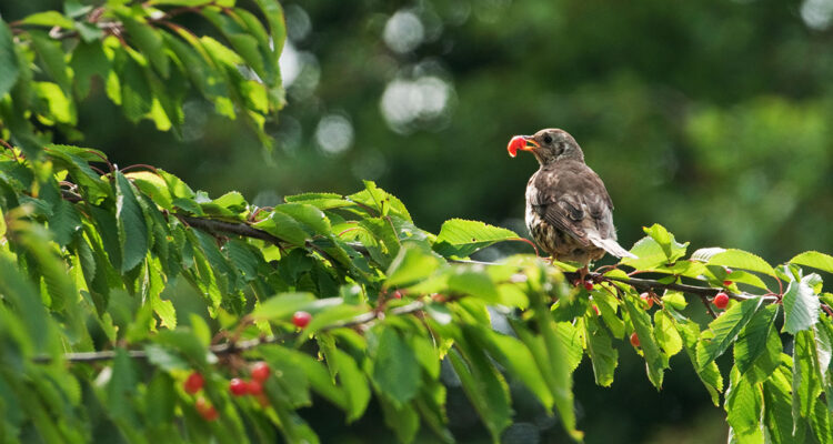 empecher les oiseaux de manger les cerises