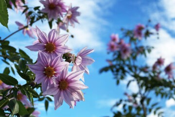 Les dahlias botaniques