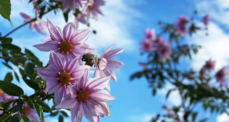 Les dahlias botaniques