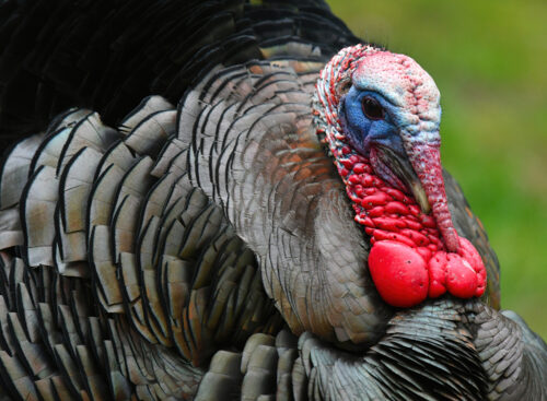 dinde - Robert Winkler -Edit calendrier lunaire du 17 mai 2022