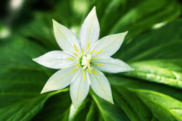 calendrier lunaire du 21 mai
