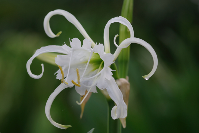 Ismene x festivalis - Helge Masch -Edit Des bulbes mal peignés
