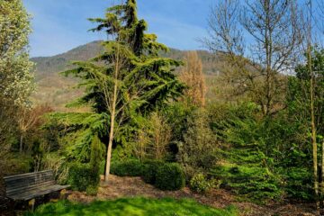 Les arbres au Mas des Béalières