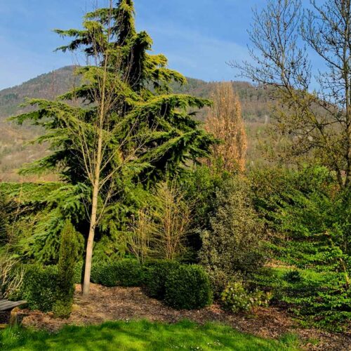 LE-MAS-DES-BEALIERES Les arbres au Mas des Béalières