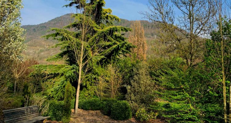 Les arbres au Mas des Béalières