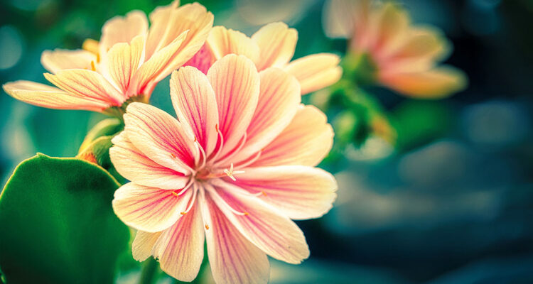 calendrier lunaire du 31 mai