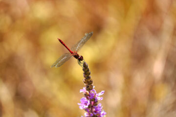 calendrier lunaire du 7 mai 2022