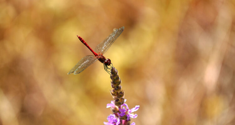 calendrier lunaire du 7 mai 2022