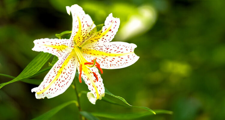 calendrier lunaire du 31 mai 2022
