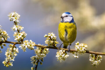 Mésange sur aubépine