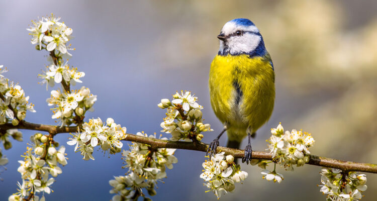 Mésange sur aubépine